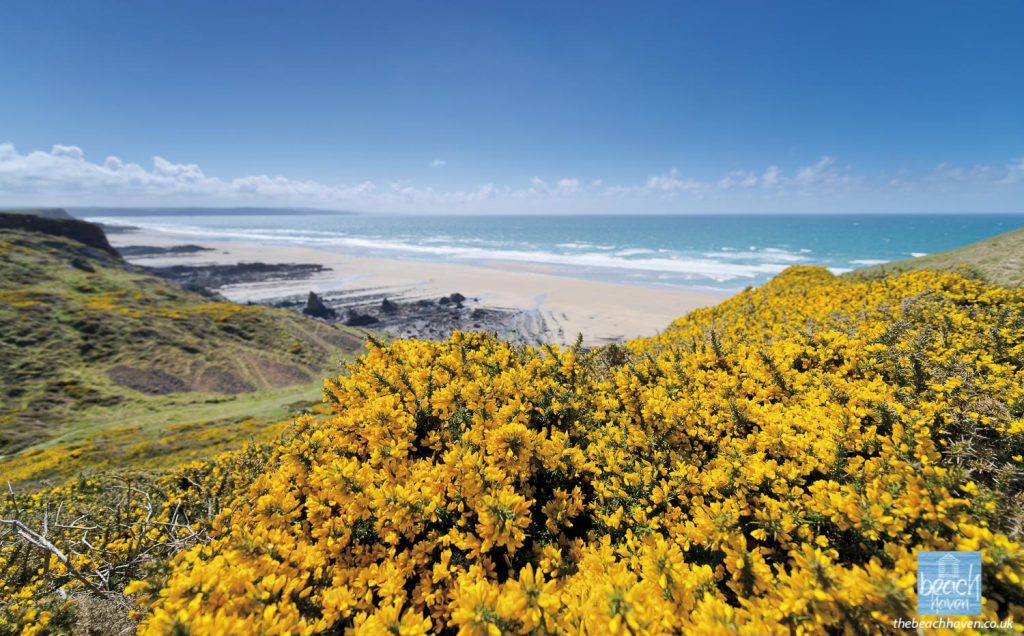 The sweet smell of spring gorse on Maer cliffs