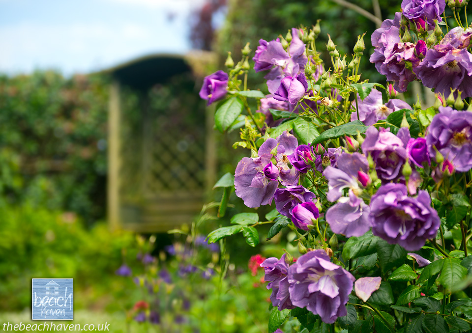 The old English Rose, 'Rhapsody in Blue' in the garden ofThe Beach Haven in Cornwall