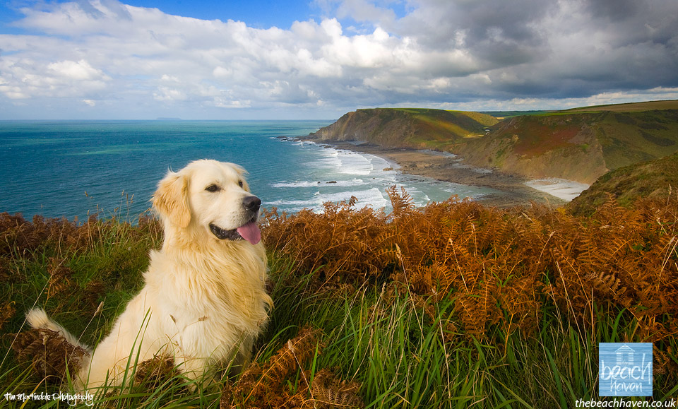 Golden retriever on the cliffs.