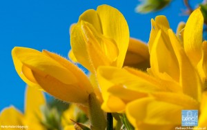 Gorse