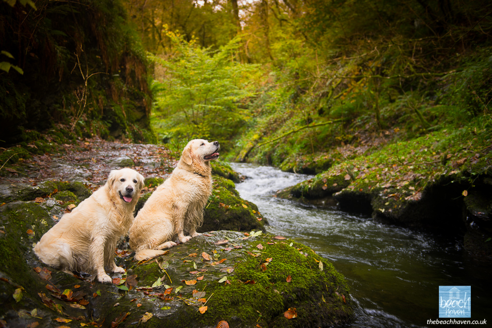 Lydford Gorge, Dartmoor